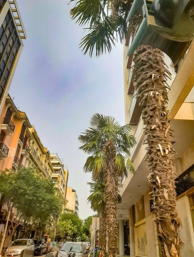 Palm trees lining the streets of Thessaloniki adding a Mediterranean charm to the northern Greek city