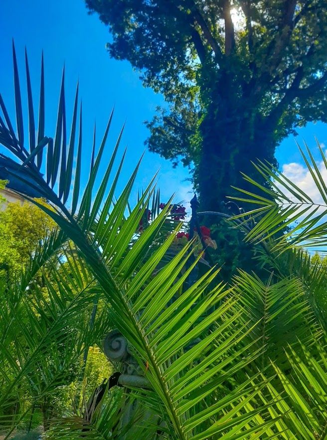 The lush Sofia botanical garden filled with various plants and flowers providing a green refreshment