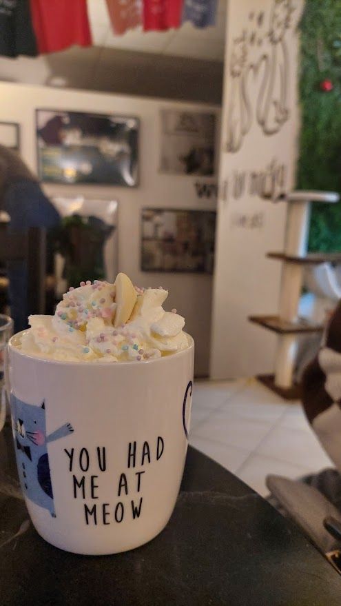 Adorable cats being loved and cared for at Mackafe in Bratislava the perfect cafe for cat lovers