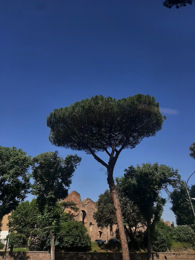 Lush greenery and palm trees at Piazza Vittorio Emanuele II a beautiful park in the heart of Rome