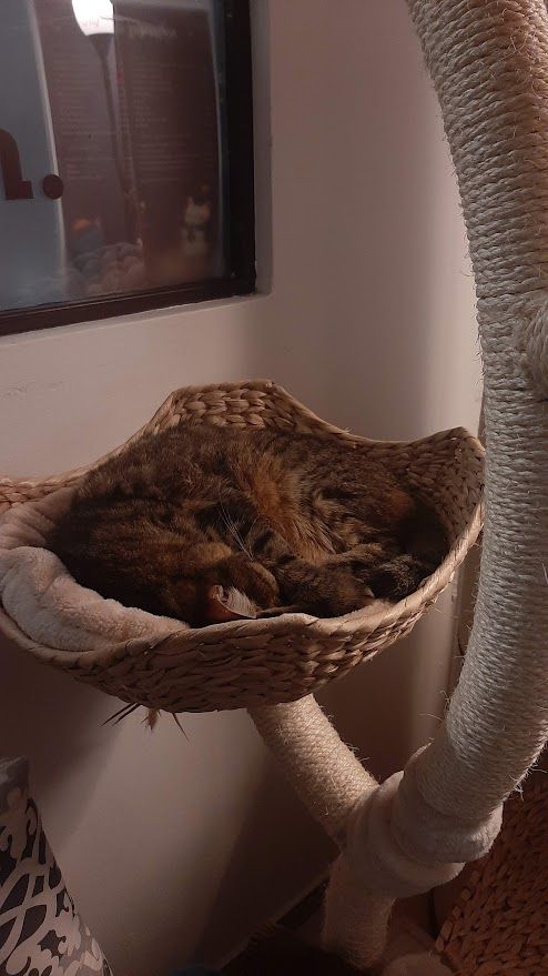 The special Mackafe cat cafe in Bratislava where cute cats melt your heart alongside your coffee