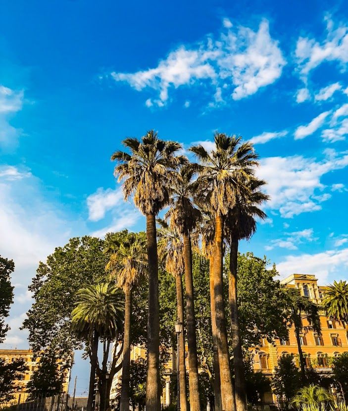Beautiful palm trees framing a Roman piazza with classic architecture in the warm Italian sunlight