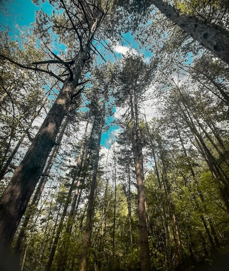Starting the hike up Vodno mountain surrounded by remarkable nature and fresh mountain air