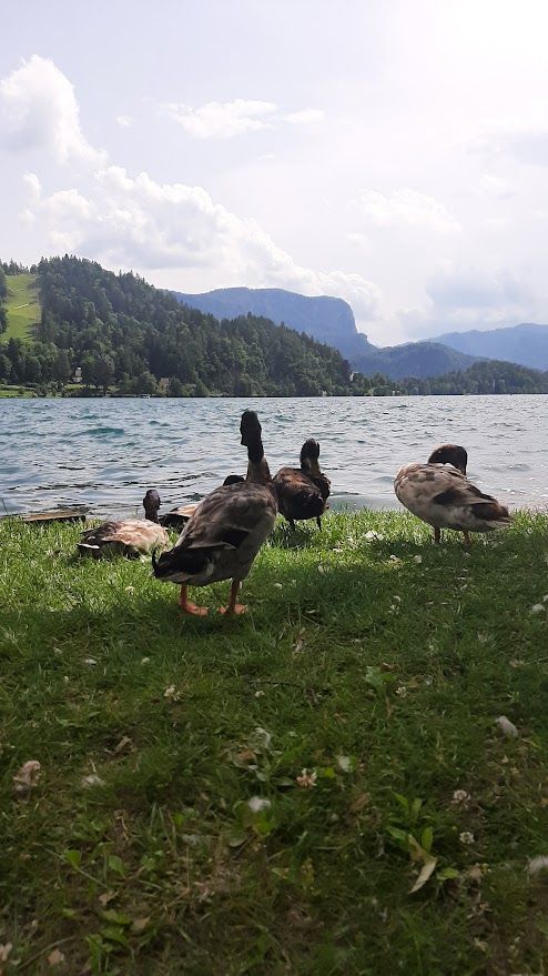 The iconic island in the middle of Bled Lake surrounded by the stunning Julian Alps of Slovenia