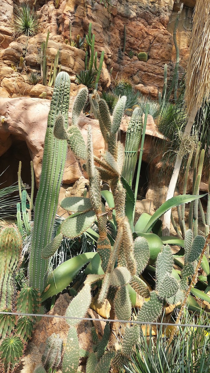 A cactus and succulent desert garden set against a rocky cliff at Schönbrunn in Vienna