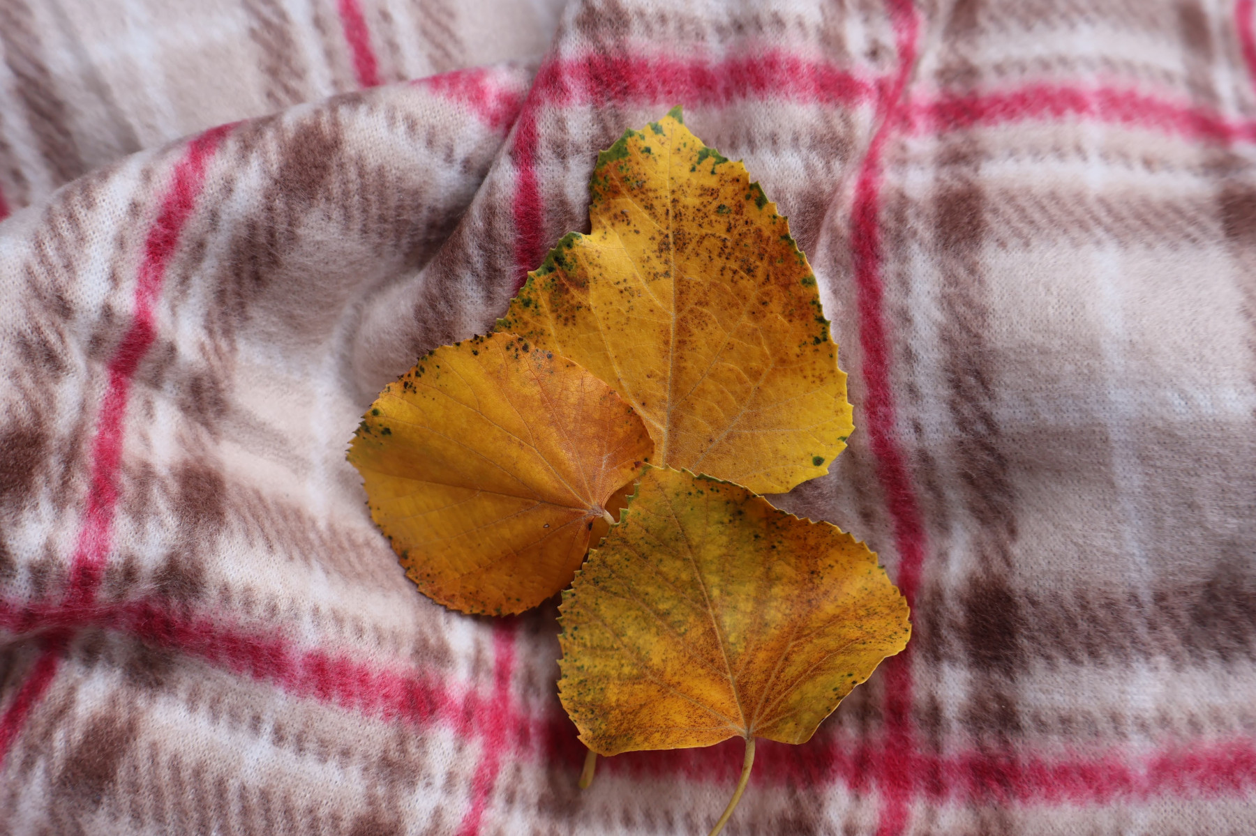 Three yellow autumn leaves on a pink and brown checked blanket