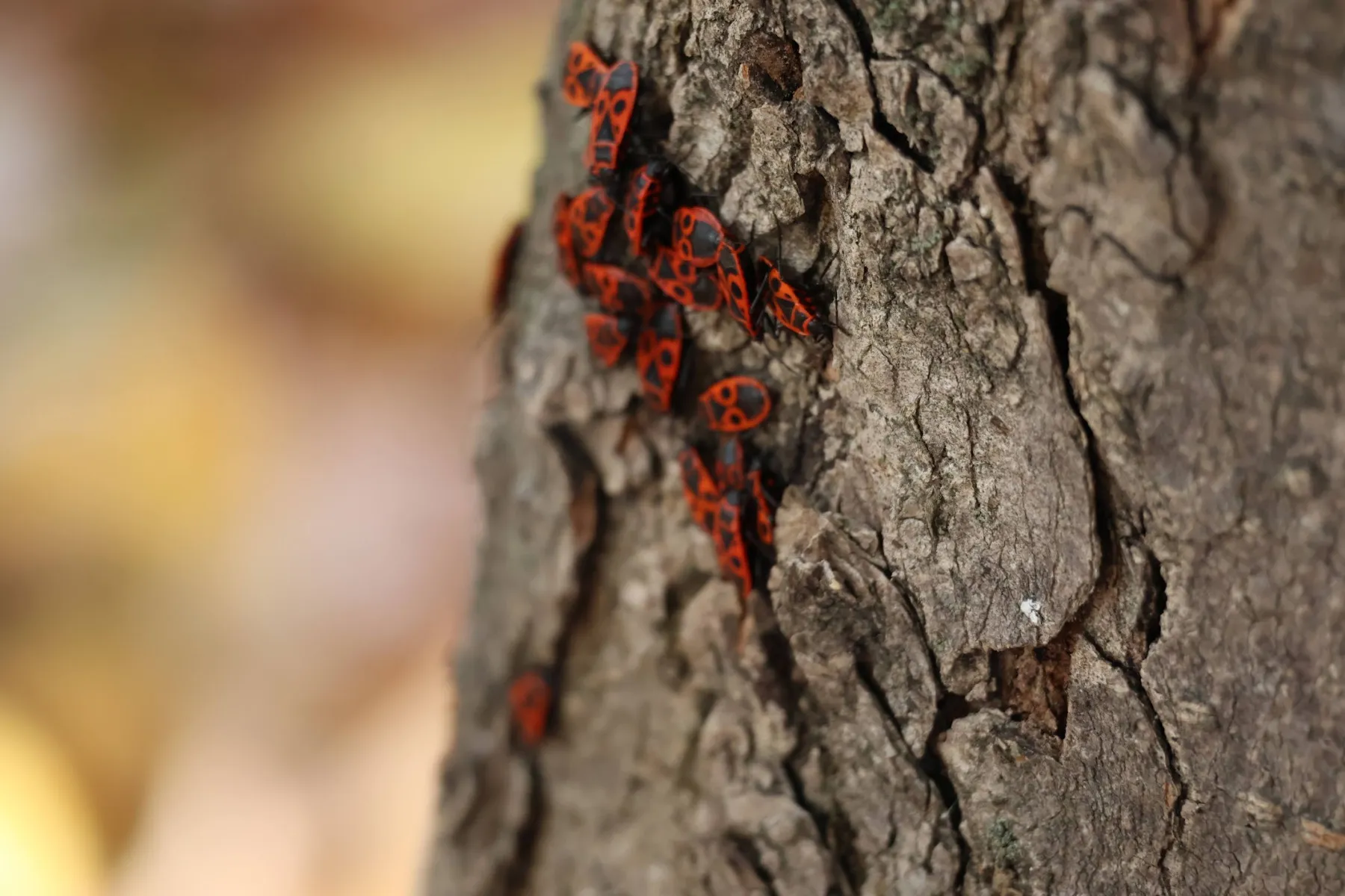 Cimici rosse e nere sulla corteccia di un tronco, con uno sfondo autunnale sfocato