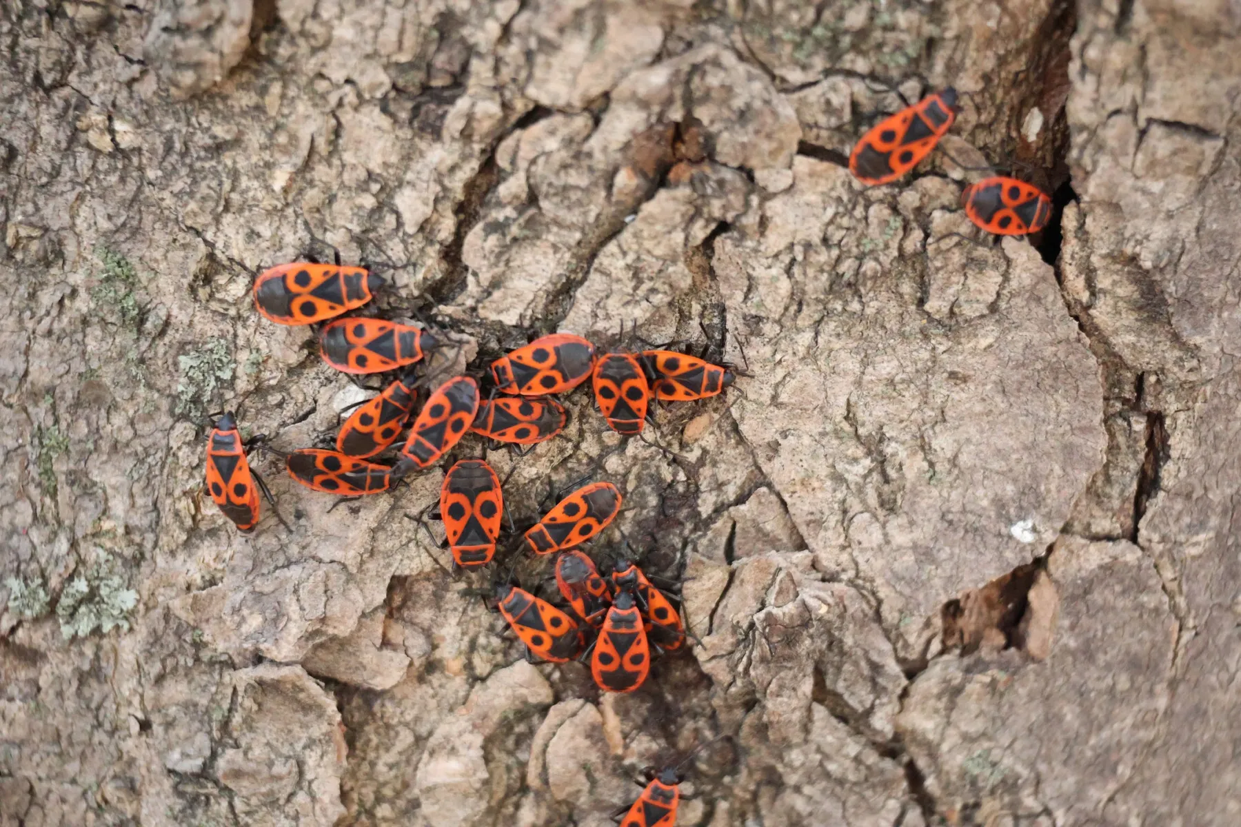 Primo piano di un gruppo di cimici rosse e nere sulla corteccia di un albero
