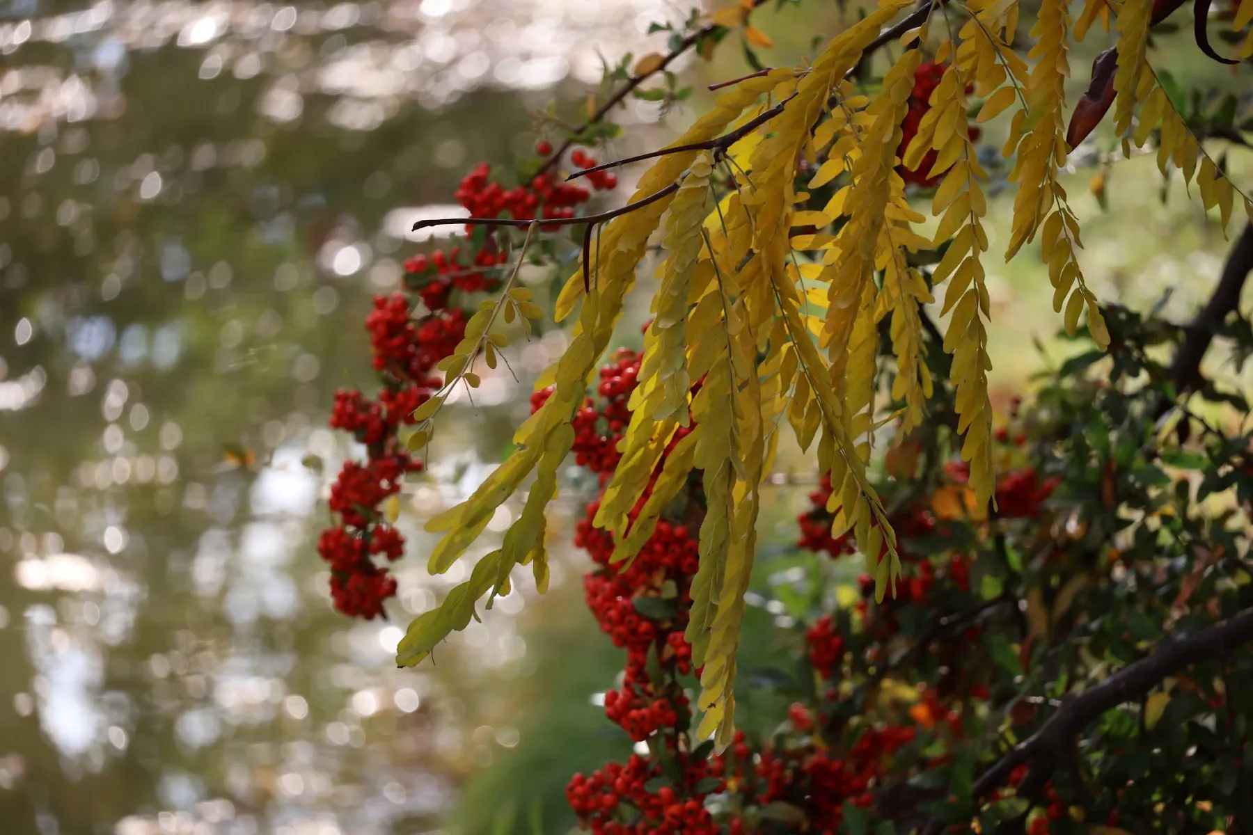 Foglie gialle e grappoli di bacche rosse sospesi sopra l'acqua scintillante