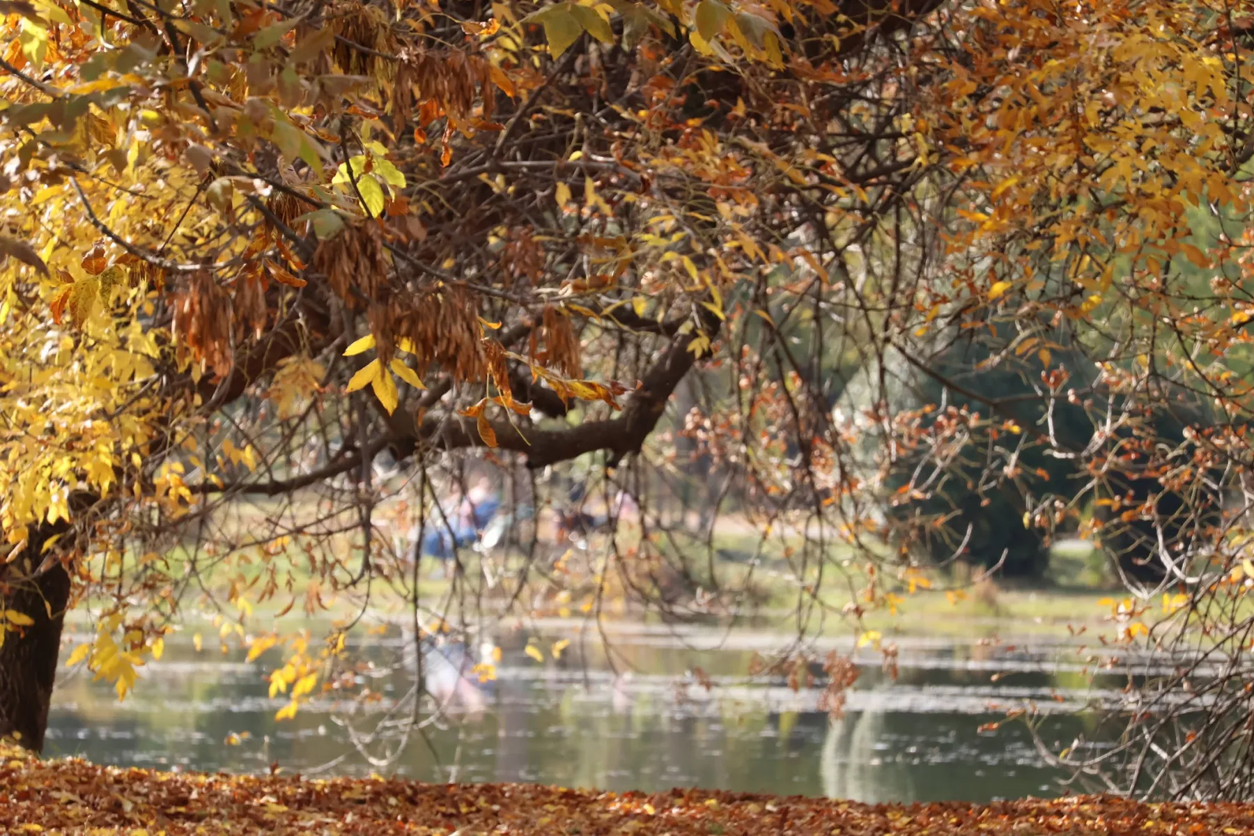 Rami dorati piegati sul lago del Parco Cittadino di Skopje