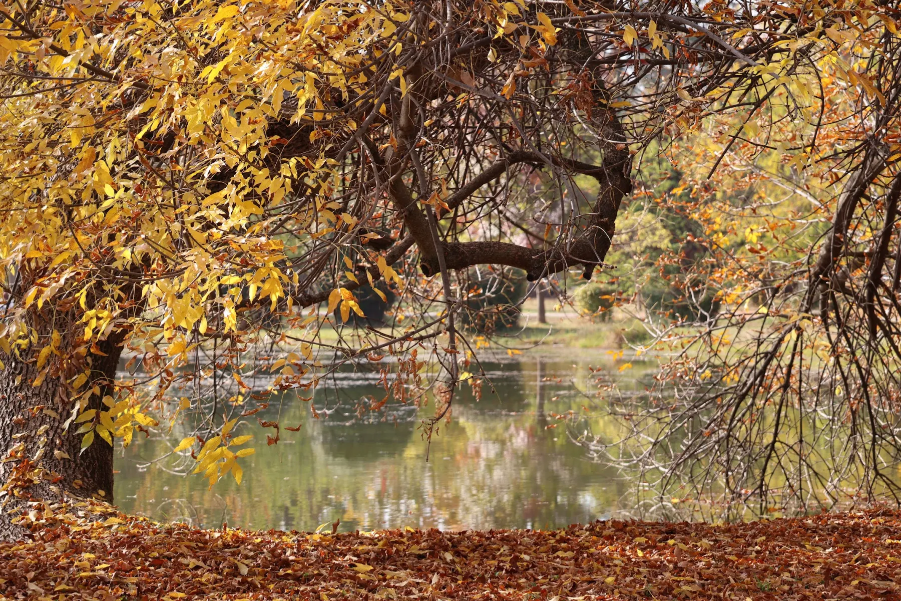 Autunno nel Parco Cittadino di Skopje – foglie dorate, acqua calma e un po' di coraggio
