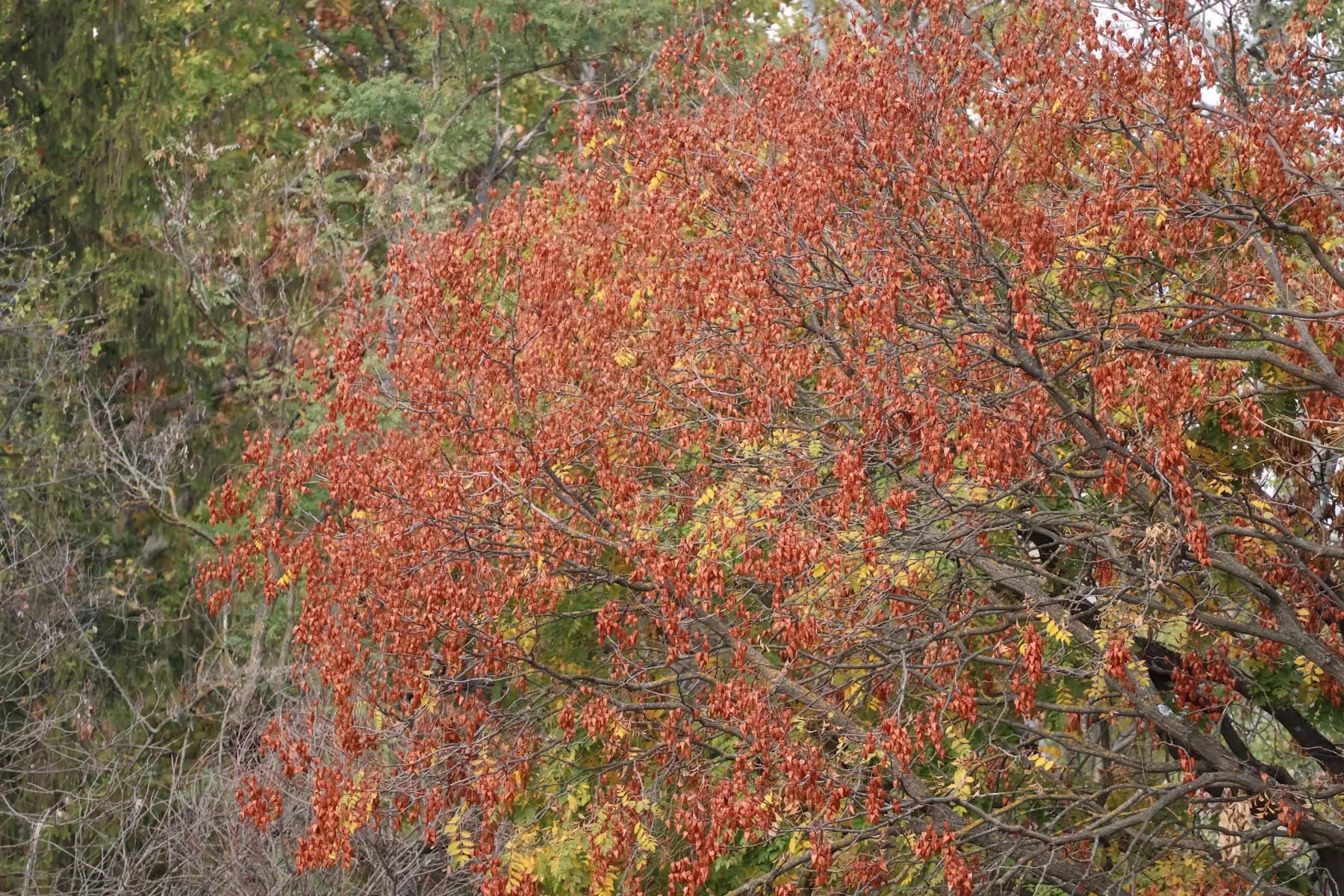 Albero coperto di baccelli rosso ruggine tra il fogliame verde e giallo