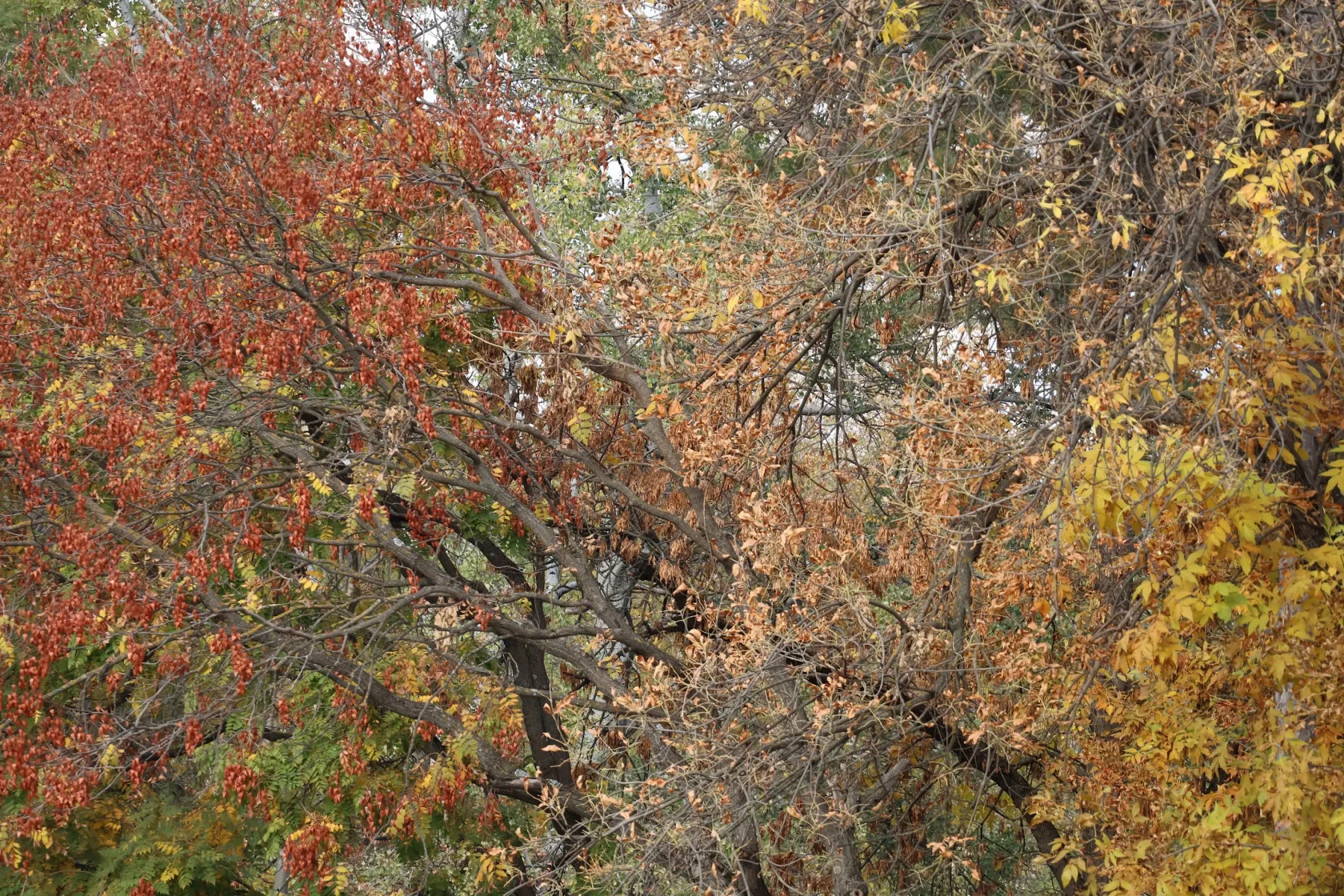 Chiome degli alberi nei colori autunnali rosso, arancione e giallo